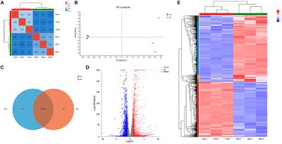 Deoxyshikonin-Induced Gene Expression Profile in Porcine Epithelial Cells